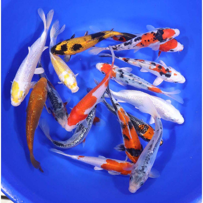 Blue Ridge Premium Koi 6-7" Total of 25 Fish = $785
