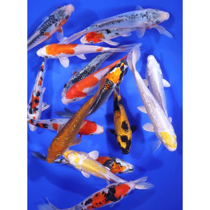 Blue Ridge Premium Koi 6-7" Total of 25 Fish = $785