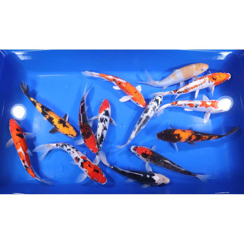 Blue Ridge Premium Koi 8-10"         Total of 10 Fish = $655.00