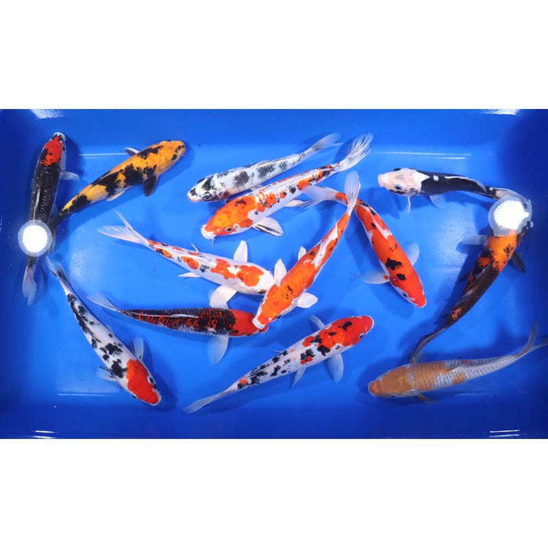 Blue Ridge Premium Koi 8-10"         Total of 10 Fish = $655.00