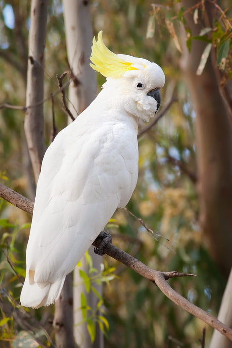 Triple Trust Feeds Parrot Food 20lbs (For Local Delivery or Pick-Up Only)