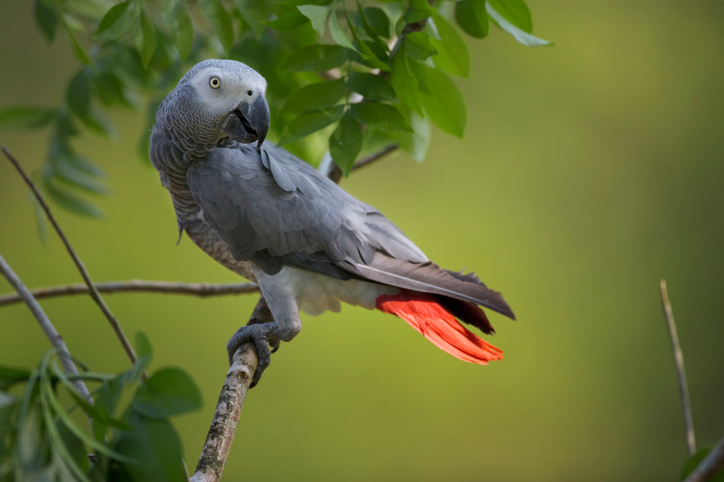 Triple Trust Feeds Parrot Food 20lbs (For Local Delivery or Pick-Up Only)