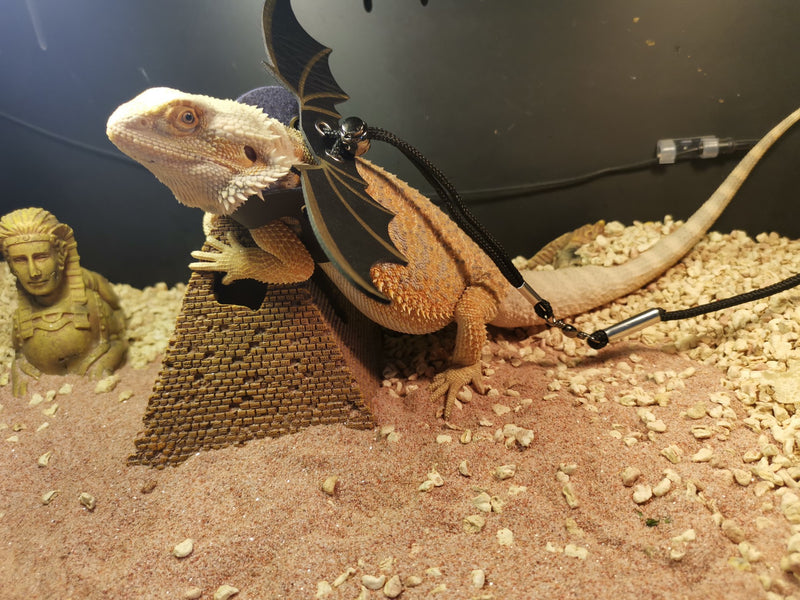 Bearded Dragon Wings