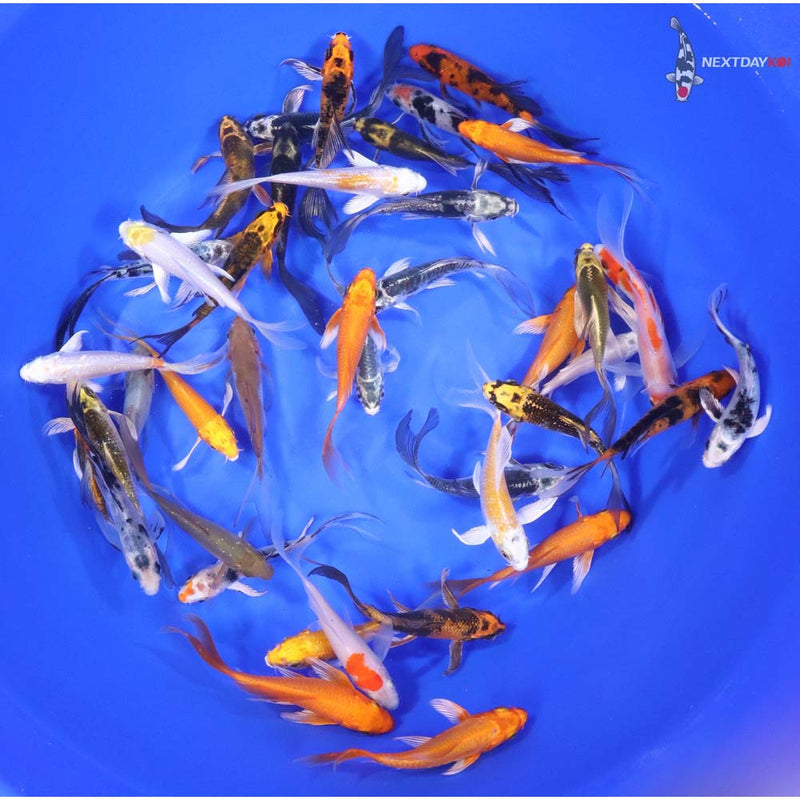 Butterfly Koi 3-4"      50 Count   &  100 count