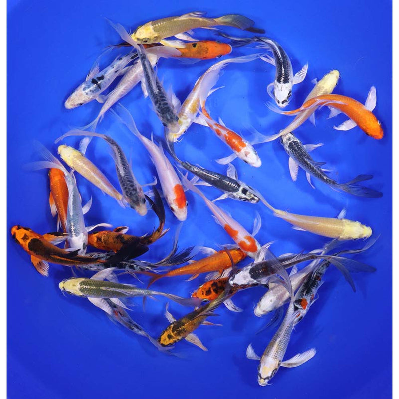 Butterfly Koi 4-5"       30 Count & 60 Count