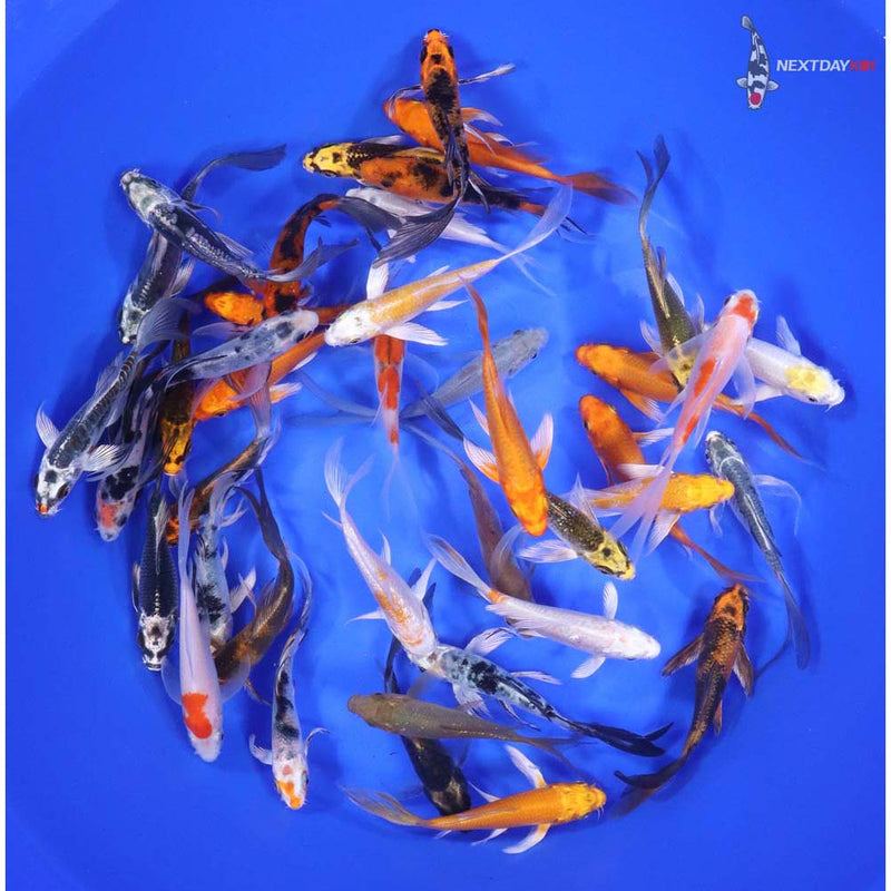 Butterfly Koi 3-4"      50 Count   &  100 count