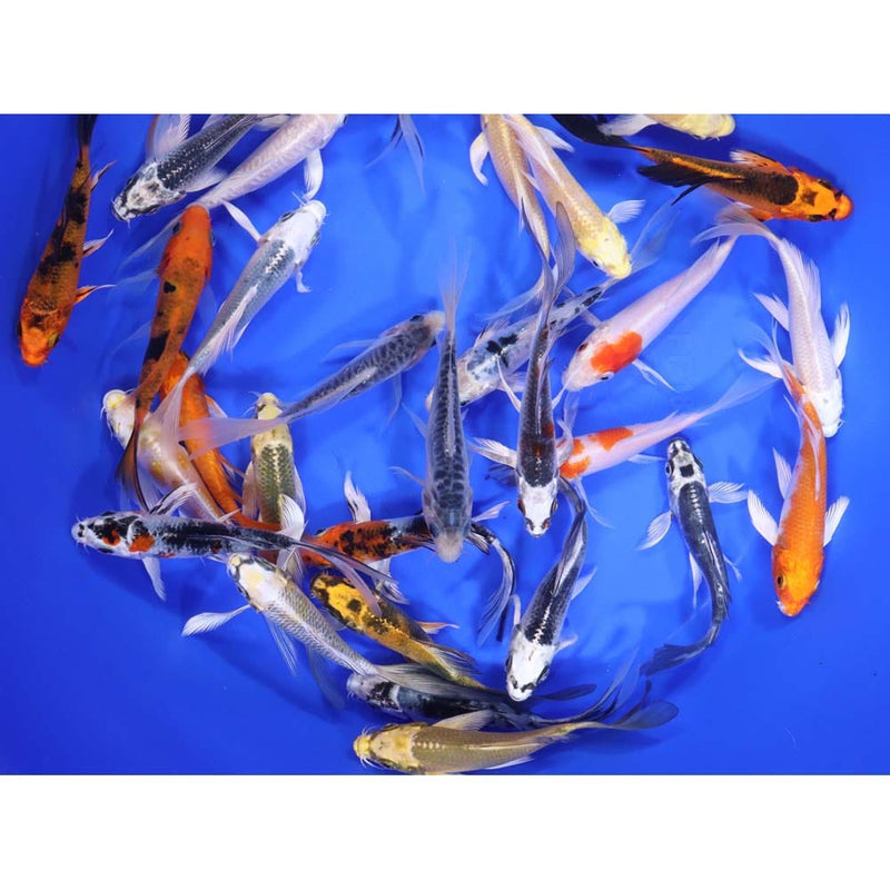 Butterfly Koi 4-5"       30 Count & 60 Count