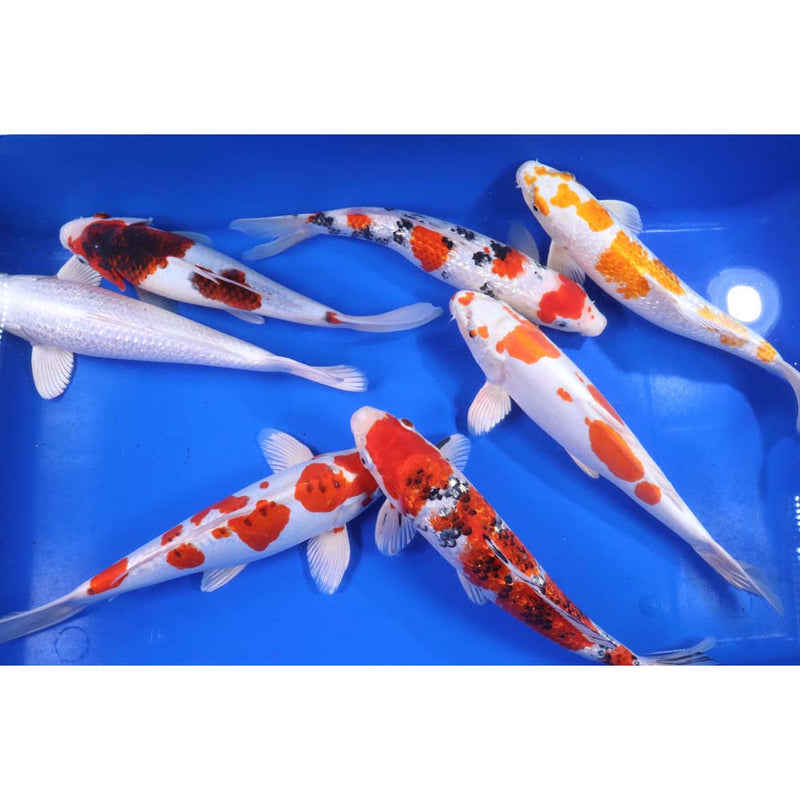 Blue Ridge Premium Select Koi 12-14" Total of 2 Fish = $396