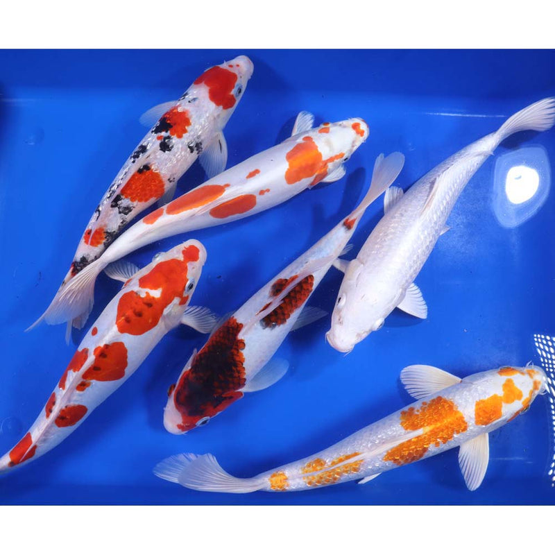 Blue Ridge Premium Select Koi 12-14" Total of 2 Fish = $396