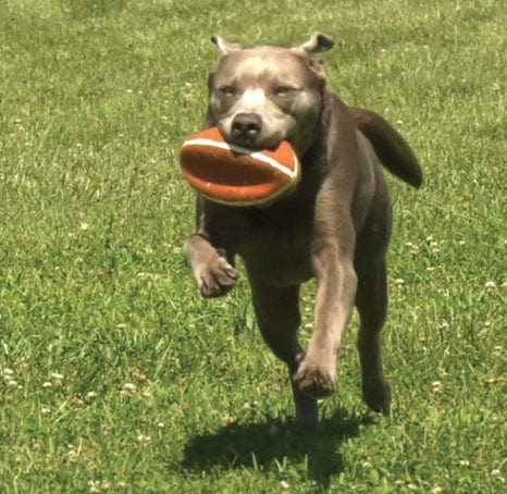 Nylabone Power Play Football Large 8.5" Dog Toy