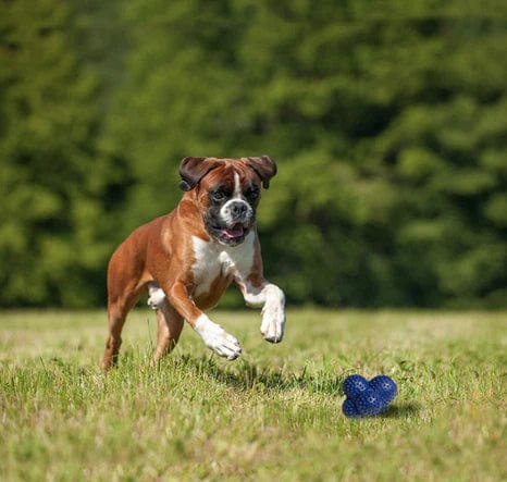 Nylabone Power Play Crazy Ball Dog Toy Large