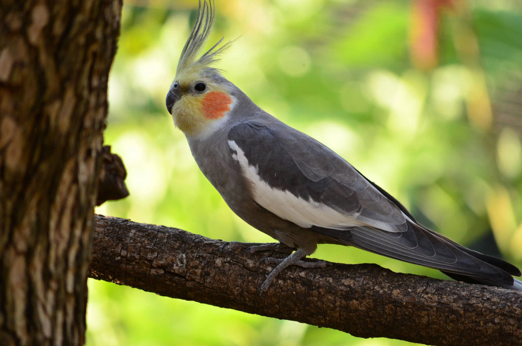 Triple Trust Feeds Cockatiel Food 25lbs