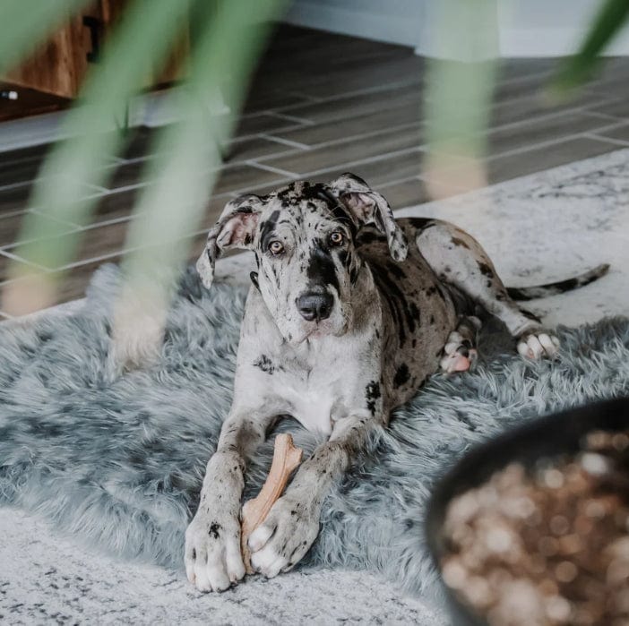 Paw PupRug Faux Fur Orthopedic Dog Bed Grey